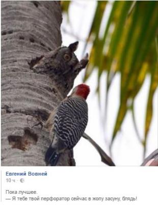 Прикрепленное изображение: дятел1.jpg